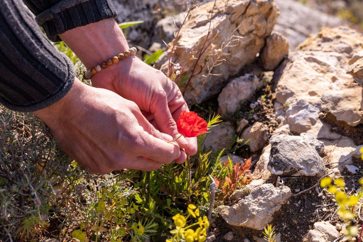 Billet Partez à la découverte des plantes médicinales