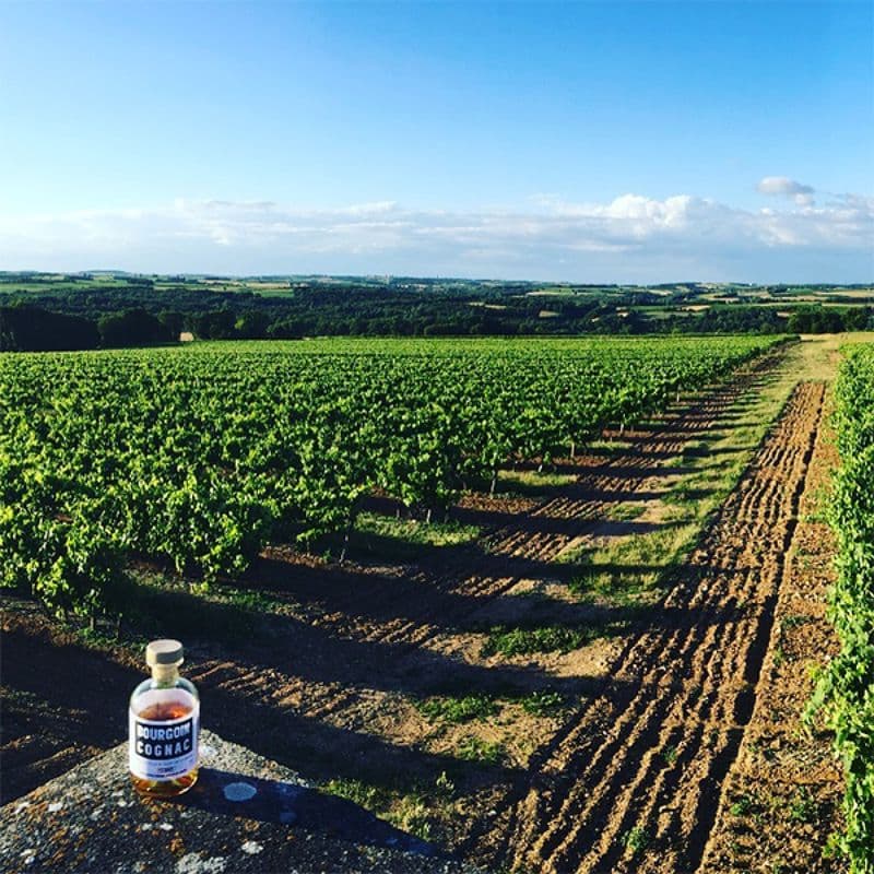 Visitez un vignoble et dégustez des cognacs