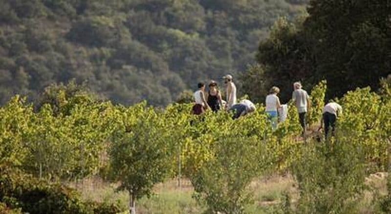 Billet Randonnée et dégustation de vin près de Perpignan