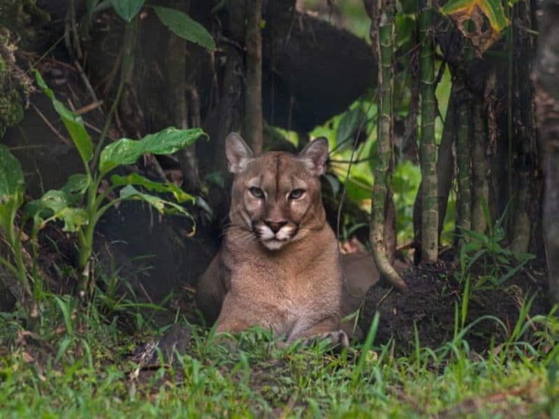 Billet Billet pour le Zoo de Guyane (97)