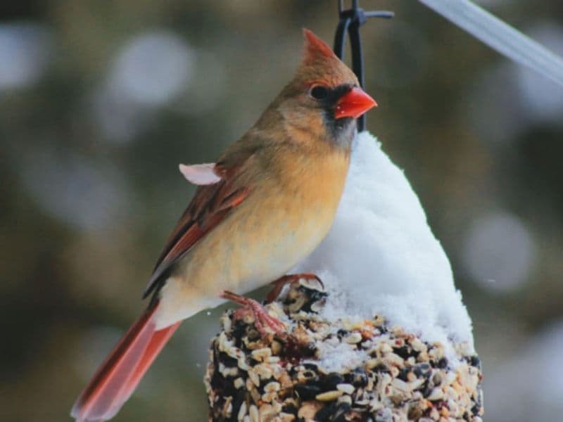 Billet Atelier boulettes de nourriture pour oiseaux, ferme d'Octeville