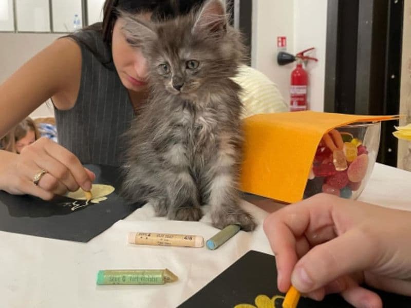 Billet Atelier d'art entouré de chats à Paris 3ème