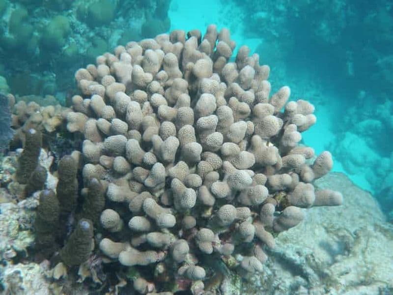 Billet Depuis Caye Caulker : Excursion de plongée en apnée dans la réserve marine