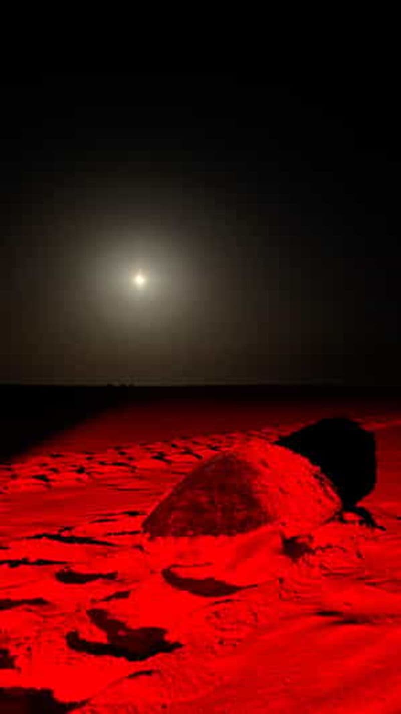 Billet Boa Vista : 3h d'excursion d'observation des tortues