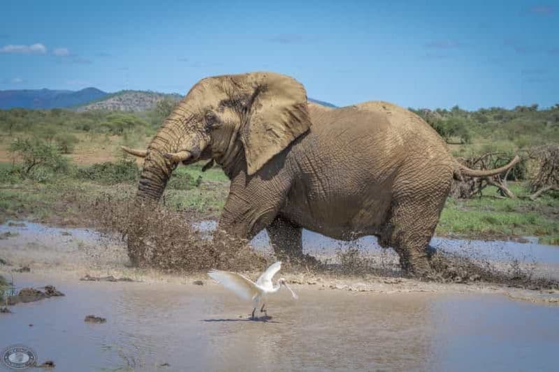 Billet Richards Bay : Excursion à terre dans le parc Hluhluwe-Imfolozi Big 5