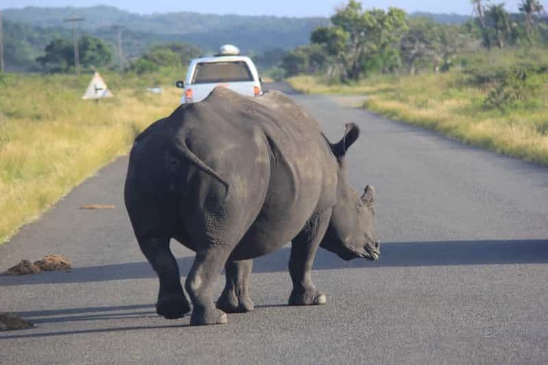 Billet Sainte-Lucie : Parc de la zone humide d'Isimangaliso et safari du Cap Vidal