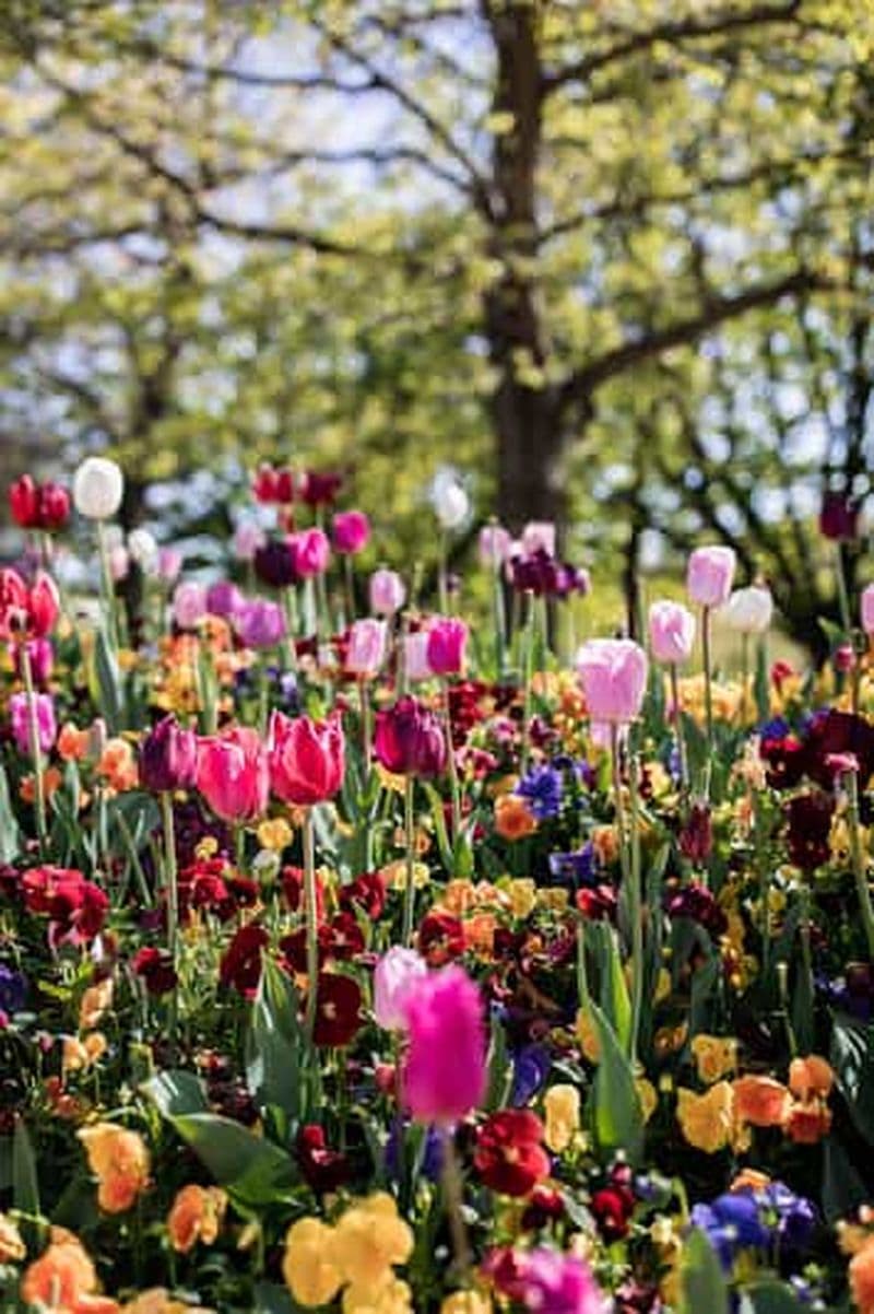 Billet Sydney : Festival Floriade de Canberra et visite des jardins de Tulip Top