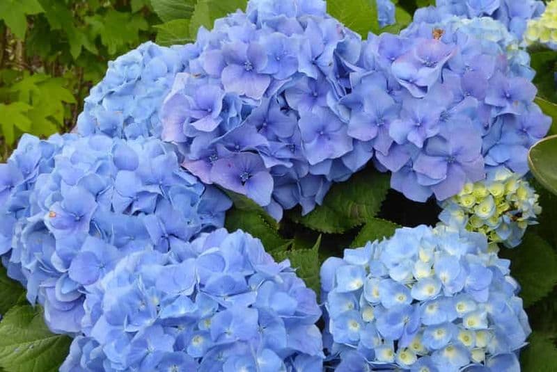 Billet Sete Cidades : lacs jumeaux, randonnée dans la Serra Devassa et Mosteiros