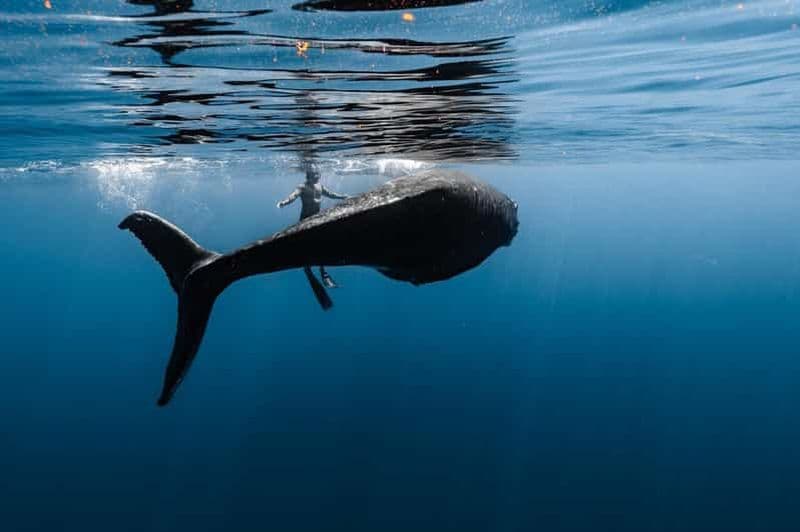 Billet Moorea : excursion partagée d'une demi-journée pour observer les baleines