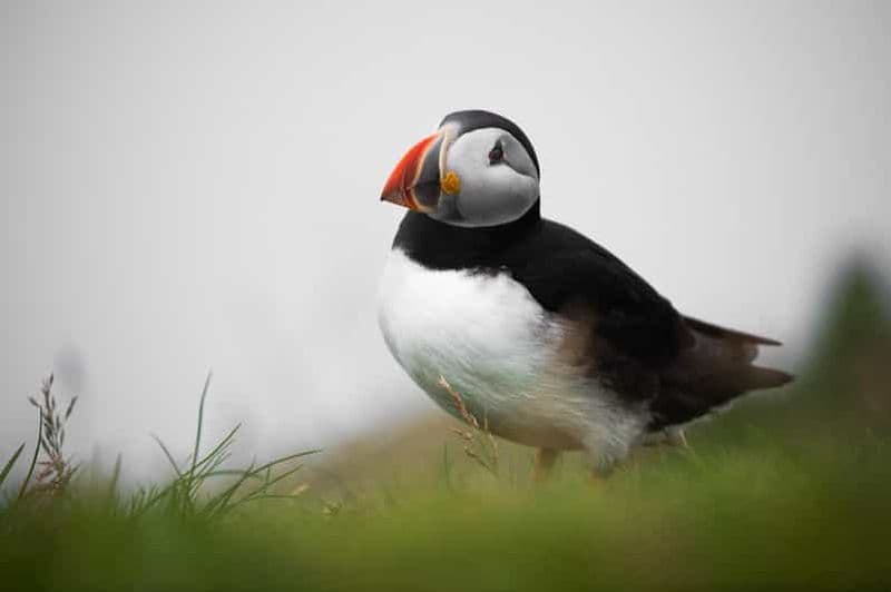 Billet Tórshavn : Mykines, l'île aux macareux Visite privée