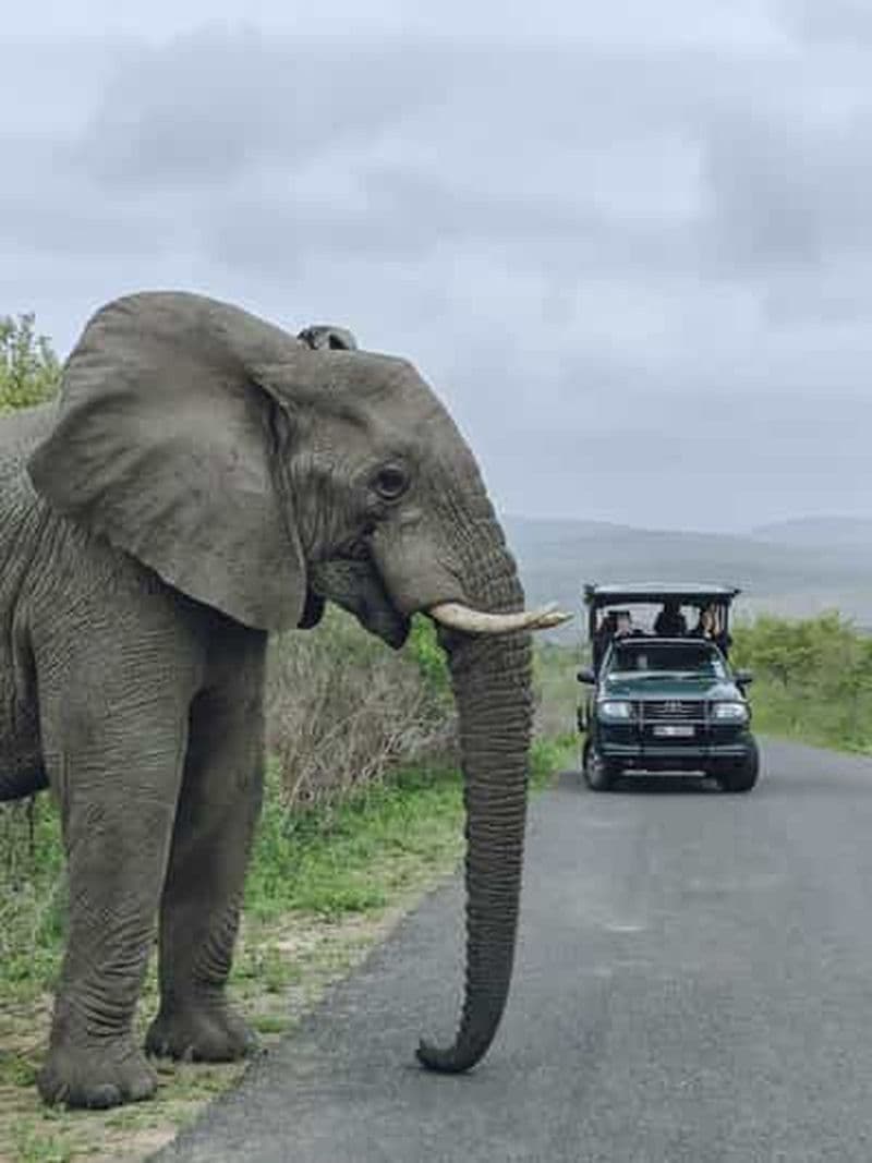 Billet Richards Bay : Safari dans la réserve de chasse de Hluhluwe Imfolozi