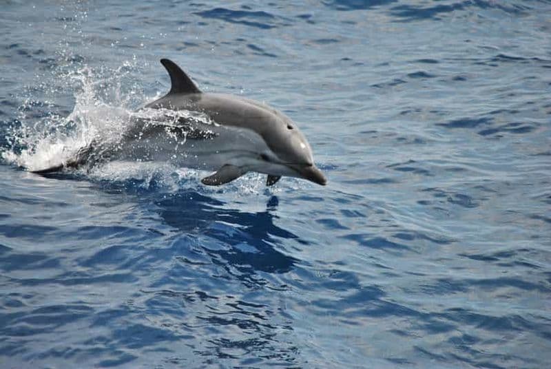 Billet Gênes : Croisière observation des baleines du Sanctuaire Pelagos