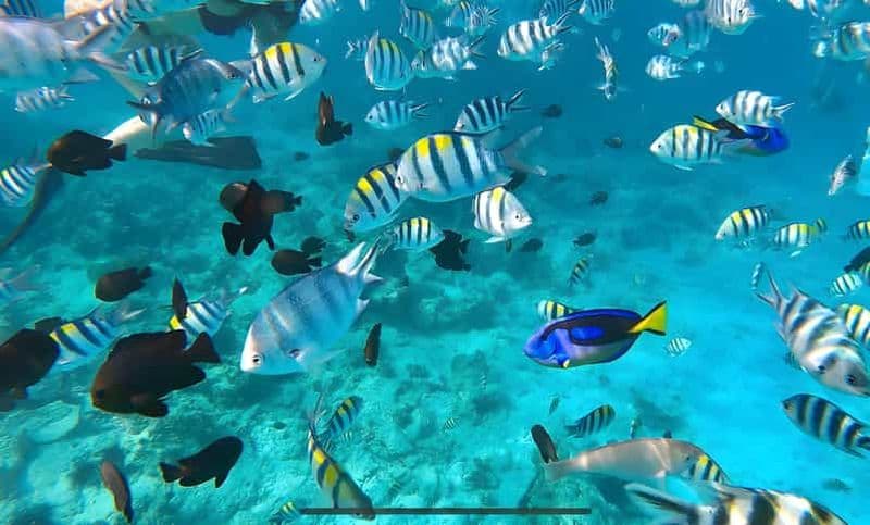 Billet Zanzibar : Safari Blue Snorkeling et excursion sur les bancs de sable