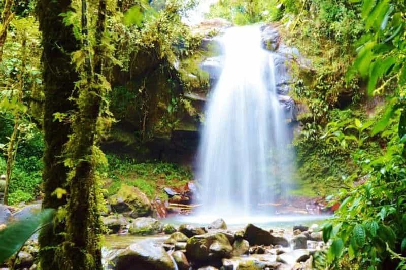 Billet Boquete : Randonnée dans la forêt de nuages