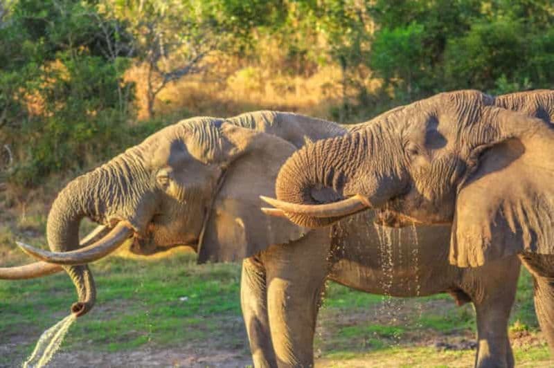 Billet Tanzanie : 7 jours de safari Big Five avec hébergement