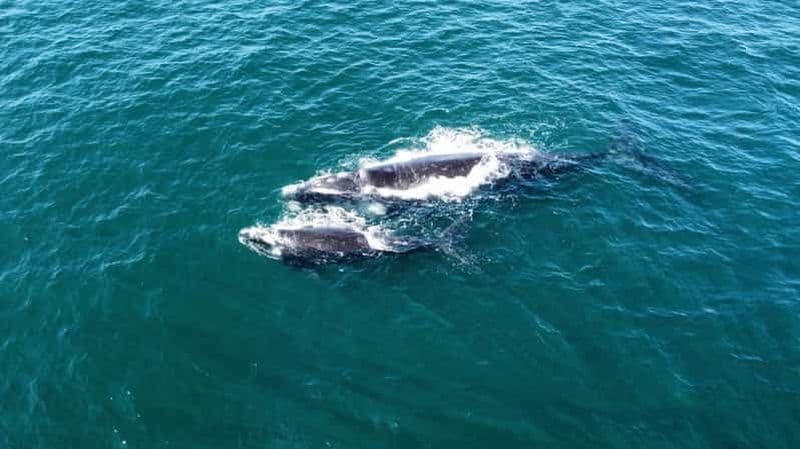 Billet Au départ du Cap : excursion d'observation des baleines à Hermanus avec promenade en bateau