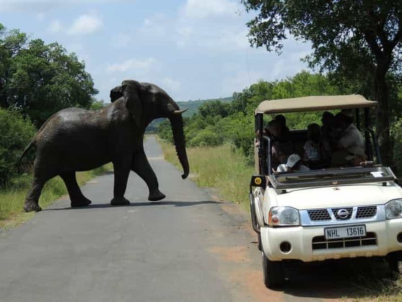 Billet Parc Hluhluwe-iMfolozi - Safaris en véhicules ouverts