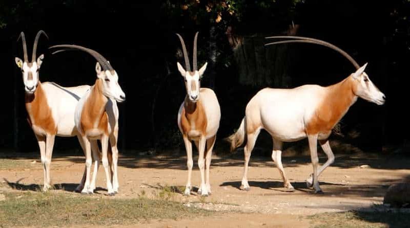 Billet Au départ d'Agadir : Visite du parc national du Souss Massa