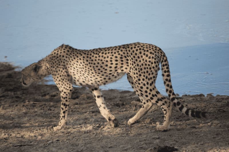 Billet 7 jours de safari privé en Tanzanie avec les Big Five 2024, 2025