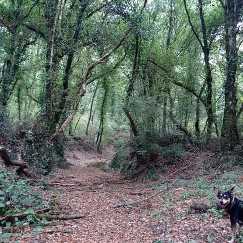 Billet Depuis Rome : randonnée dans les bois de Cesano avec déjeuner