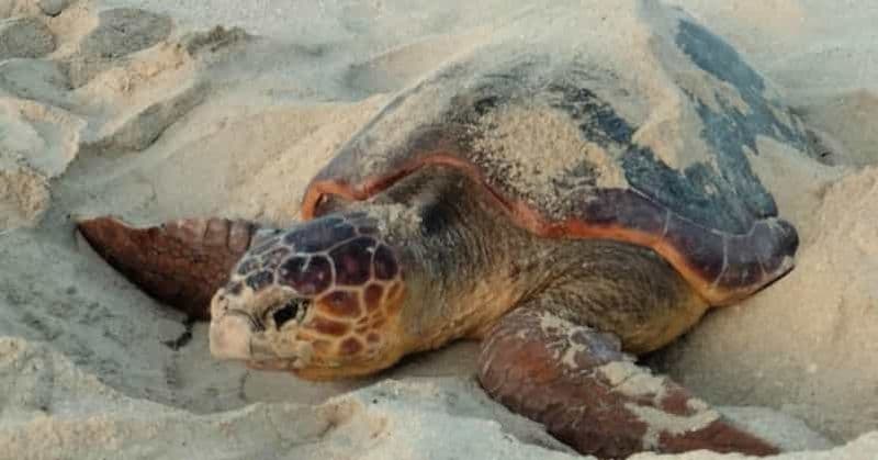 Billet Santa Maria : Observation des tortues de mer de l'île de Sal