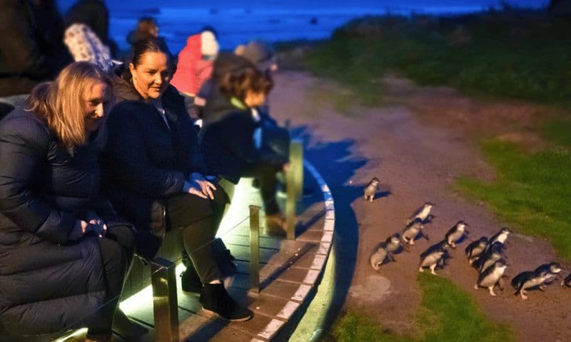Billet Depuis Melbourne : Visite de la Penguin Parade l'après-midi
