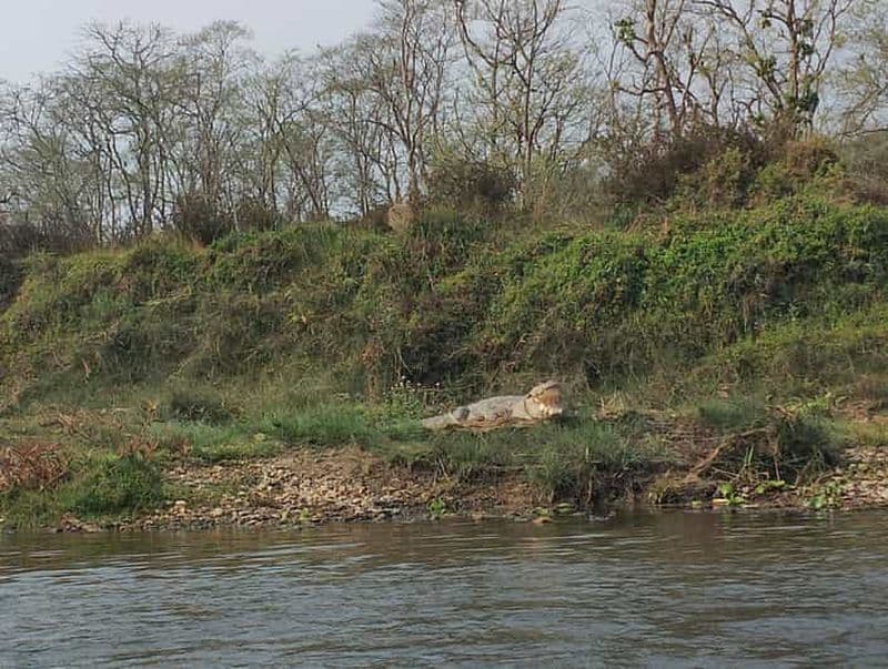 Billet Circuit combiné à Chitwan : safari en jeep, canoë et promenade dans la jungle