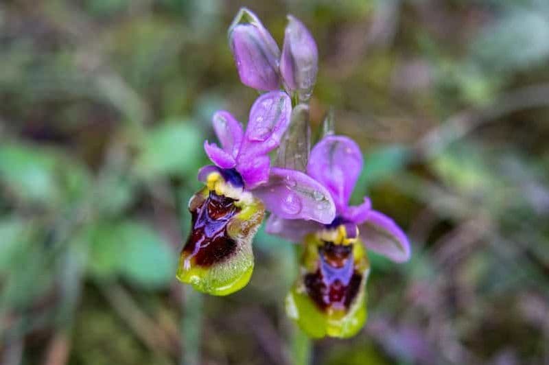 Billet Parc naturel de l'Albufera des Grau : randonnée et observation des oiseaux