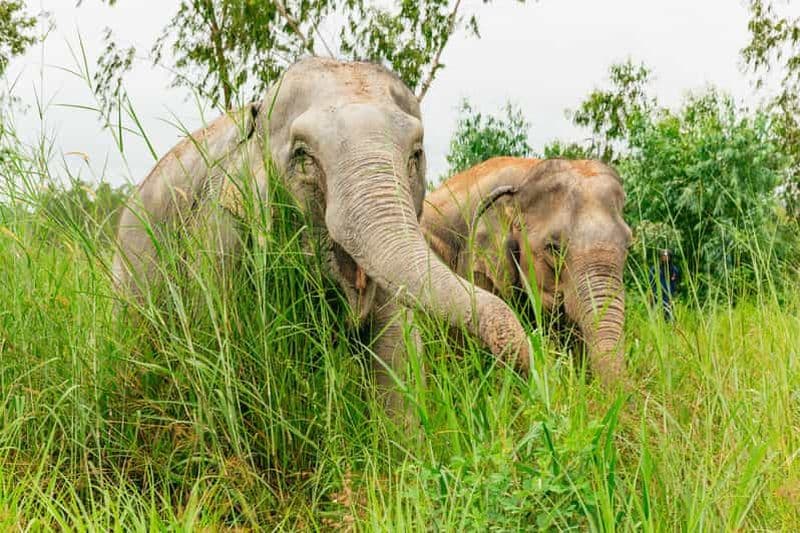 Billet Depuis Bangkok : Excursion d'une journée au sanctuaire éthique des éléphants de Pattaya