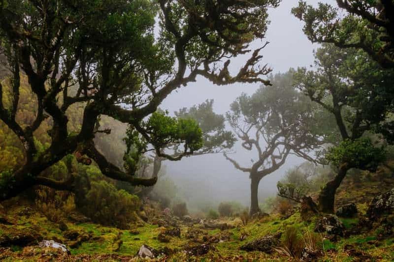 Billet Madère : PR 18 - Randonnée Levada do Rei avec transfert et hôte