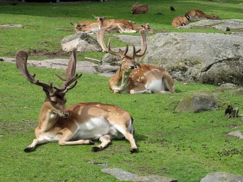Billet Göteborg : Visite du parc de Slottsskogen et du jardin botanique