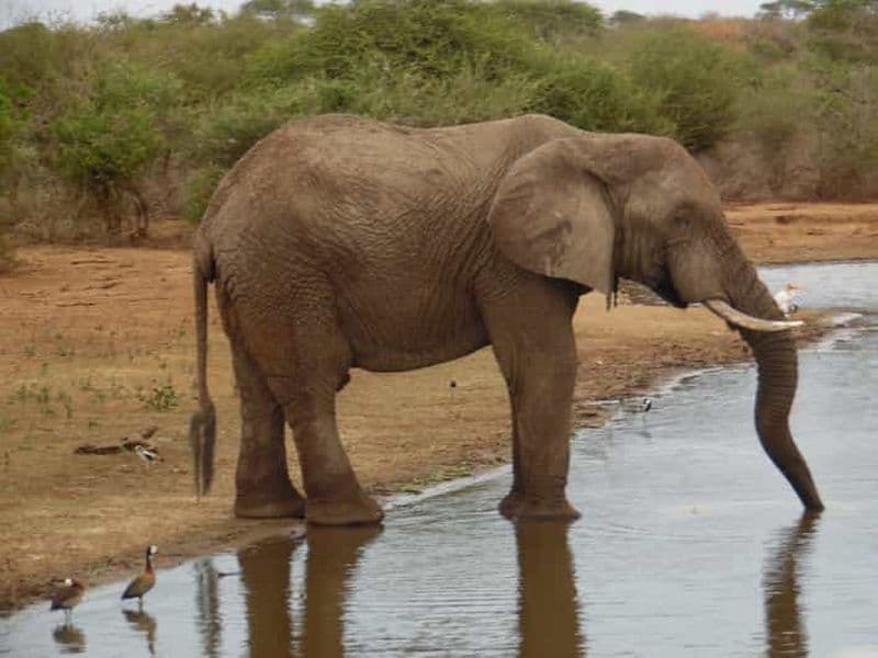 Billet Parc Hluhluwe-iMfolozi : options de safaris de 3, 6 ou 9 heures