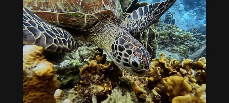 Billet Koh Samui : Plongée et Snorkelling pour tous les niveaux et tous les âges ! Réservez dès maintenant ! Plongée