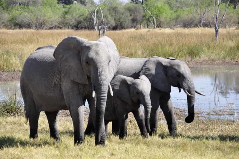 Billet Tanzanie : 6 jours de safari de luxe avec les Big Five