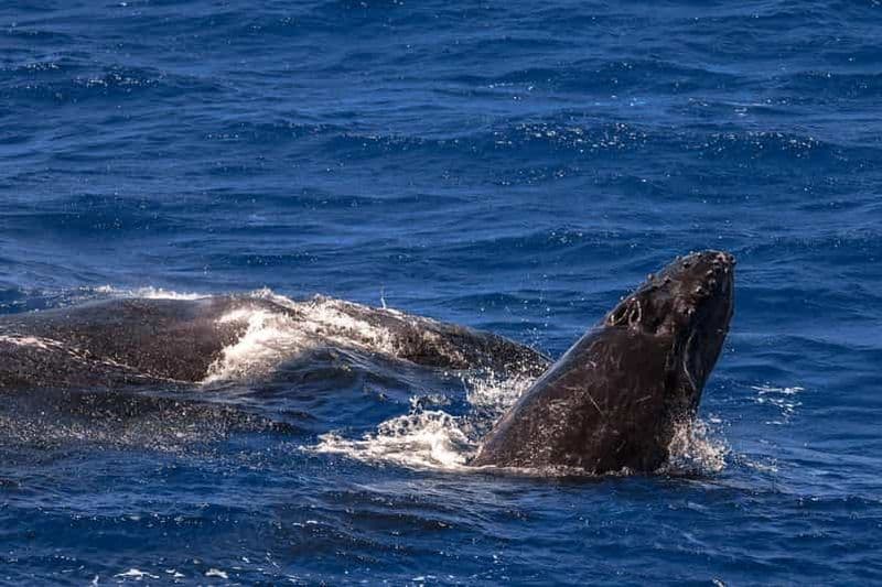 Billet Cairns : excursion à Fitzroy Island et observation des baleines à bosse