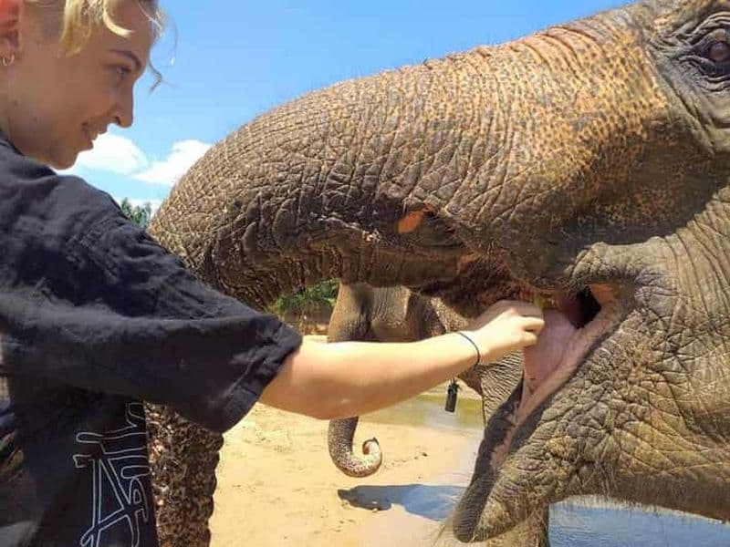 Billet Krabi : Visite guidée de la maison de soins aux éléphants avec transferts à l'hôtel