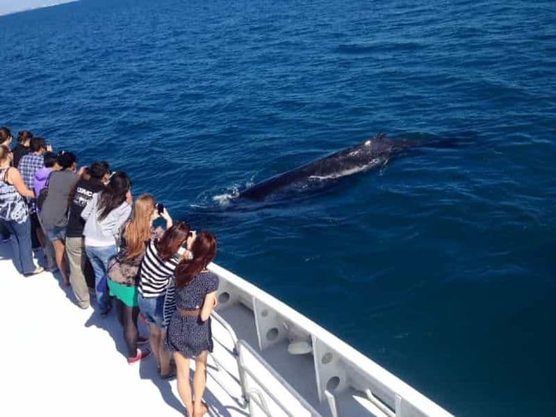 Billet Perth : croisière d'observation des baleines au départ du port de Hillarys