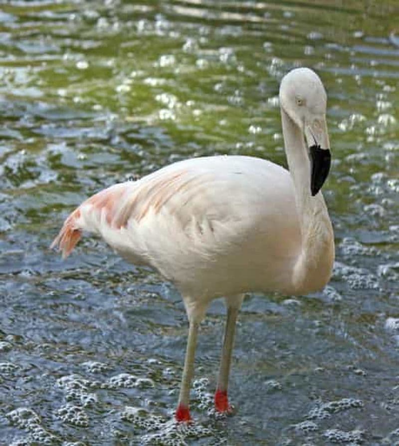 Billet Au départ d'Agadir : Safari dans le désert du parc national du Sous Massa avec déjeuner