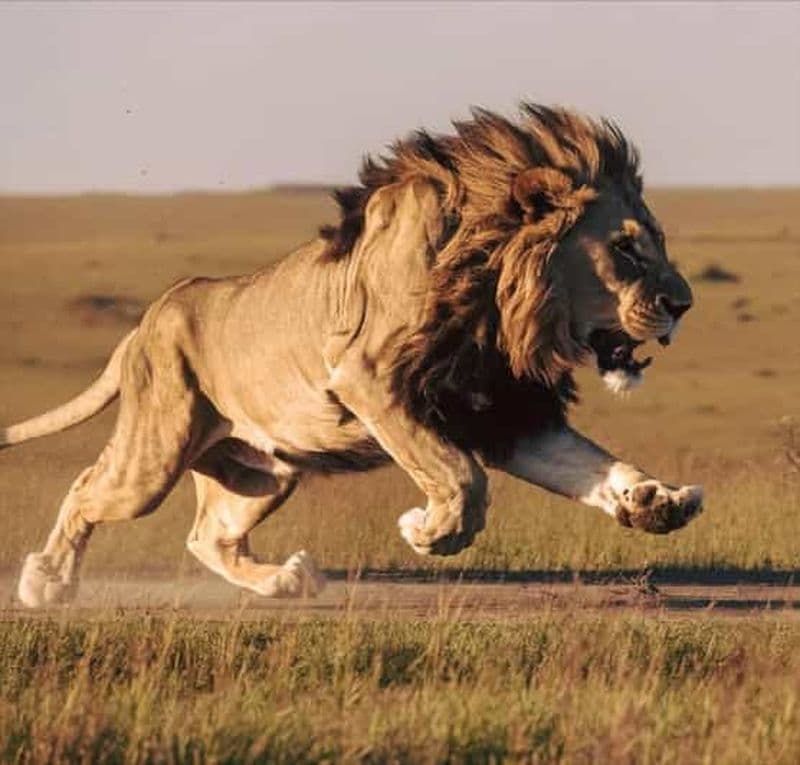 Billet Tanzanie : Safari privé de 6 jours pour observer les Big Five