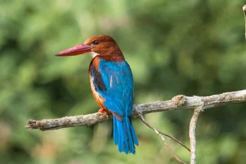 Billet Katmandou/Pokhara : Chitwan Jungle Safari 2/3/4 jours