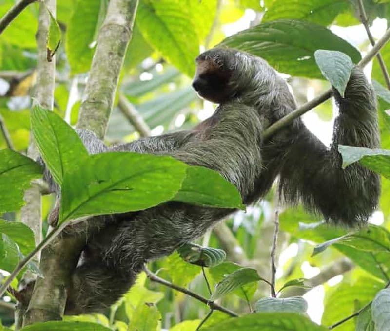 Billet La Fortuna - Tour des paresseux et expérience de la tortilla.