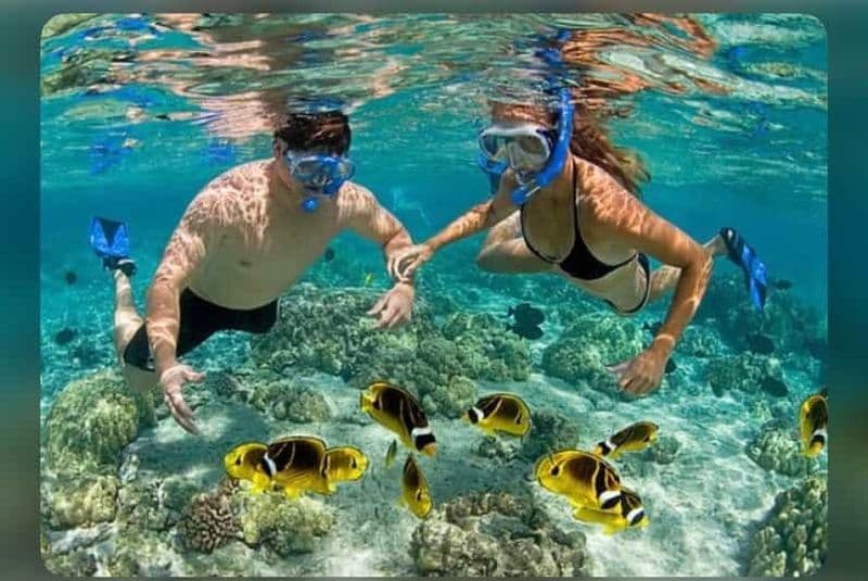 Billet Zanzibar : Île de Mnemba Dauphins, plongée en apnée et étoiles de mer