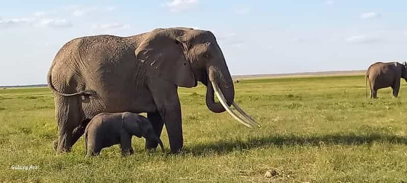 Billet EXCURSION D'UNE JOURNÉE AU PARC NATIONAL D'AMBOSELI AU DÉPART DE NAIROBI SAFARI ÉCONOMIQUE.