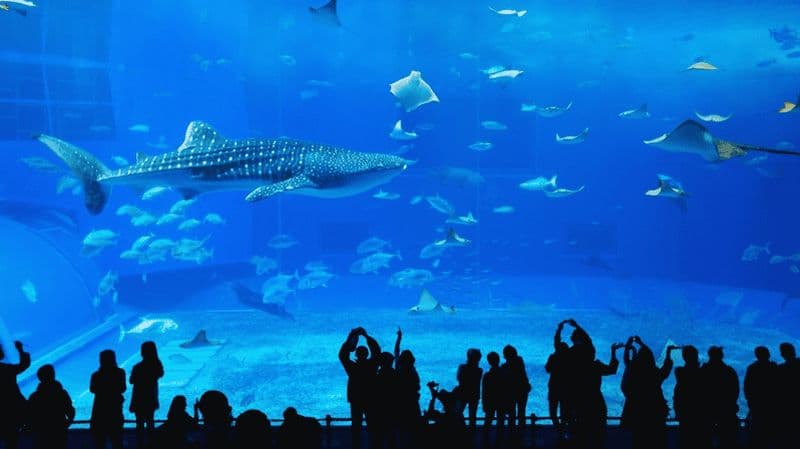 Billet Séoul : Billet pour l'aquarium Lotte World