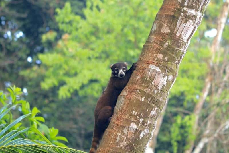 Billet Parc national du Corcovado - Station Sirena/San Pedrillo - 1 jour