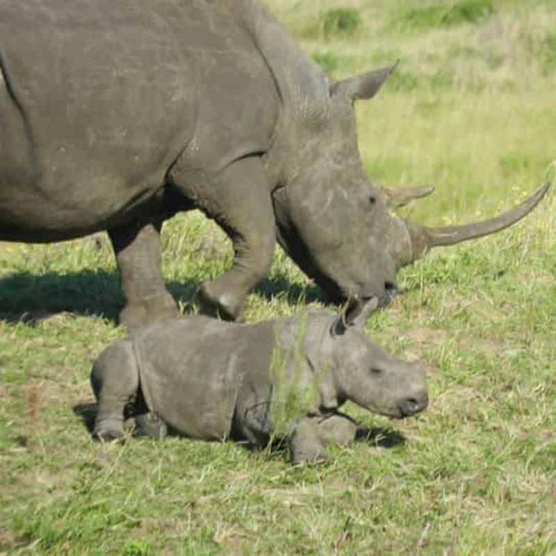 Billet Lieu merveilleux : Parc des zones humides d'Isimangaliso - Safaris en voiture