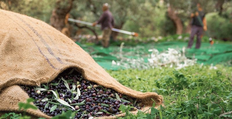 Billet Sfax : Devenez un véritable récolteur d'olives pour une journée