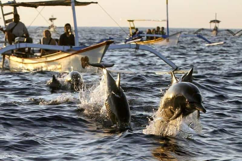 Billet Nord de Bali : Nage, plongée en apnée, petit-déjeuner avec des dauphins à Lovina