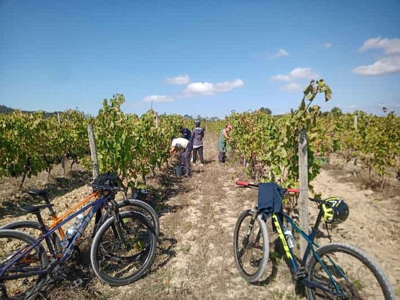 Billet Depuis Coimbra : Cyclisme dans les vignobles de Bairrada