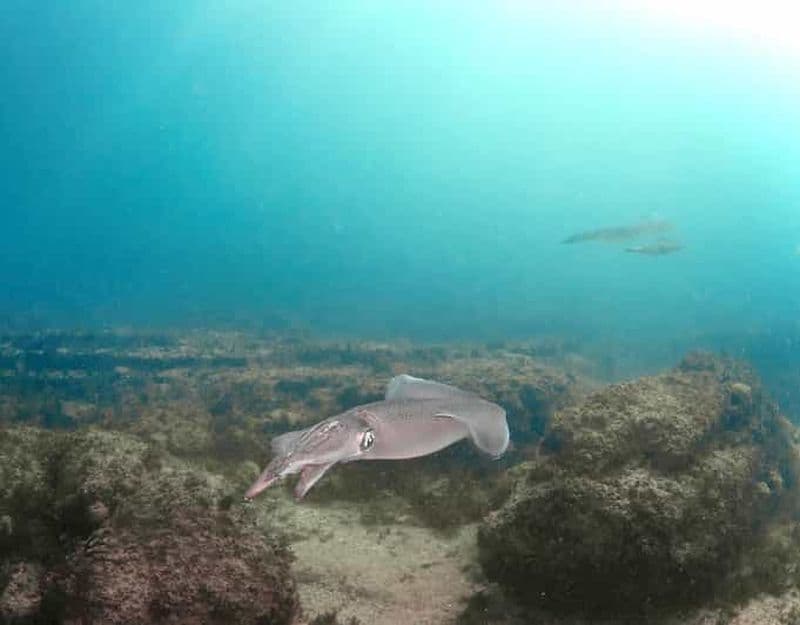 Billet Lagos : expérience de plongée sous-marine pour les débutants